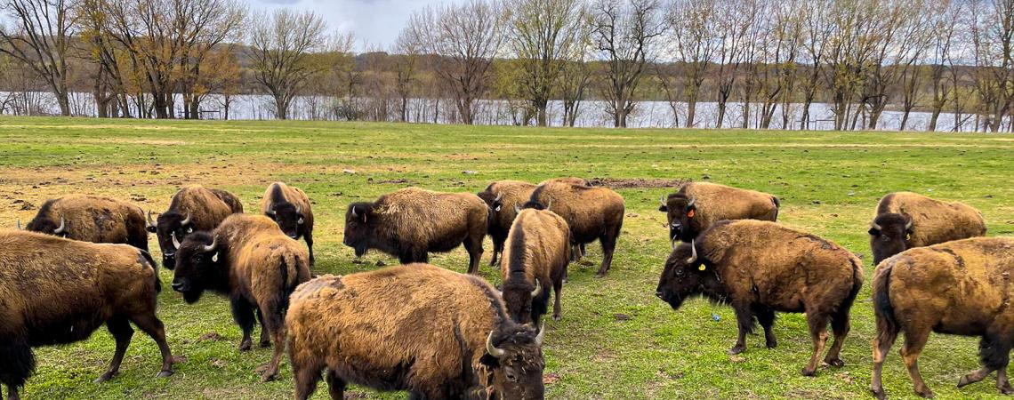 A small herd of bison graze in a grassy field. Trees line a river in the background.